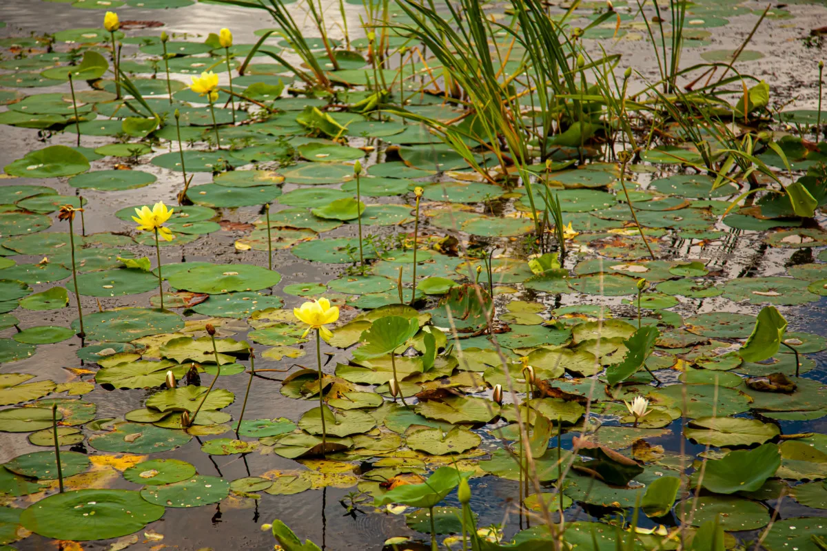 Small pond covered in lily pads