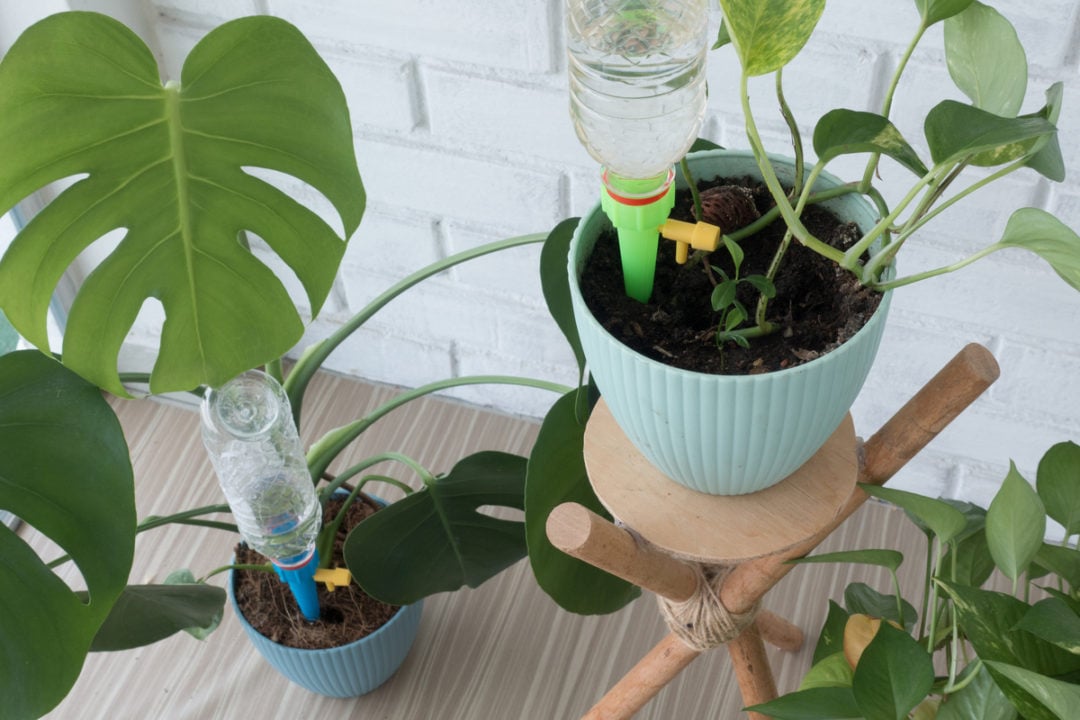 8 Houseplant Watering Hacks Every Indoor Gardener Needs To Know