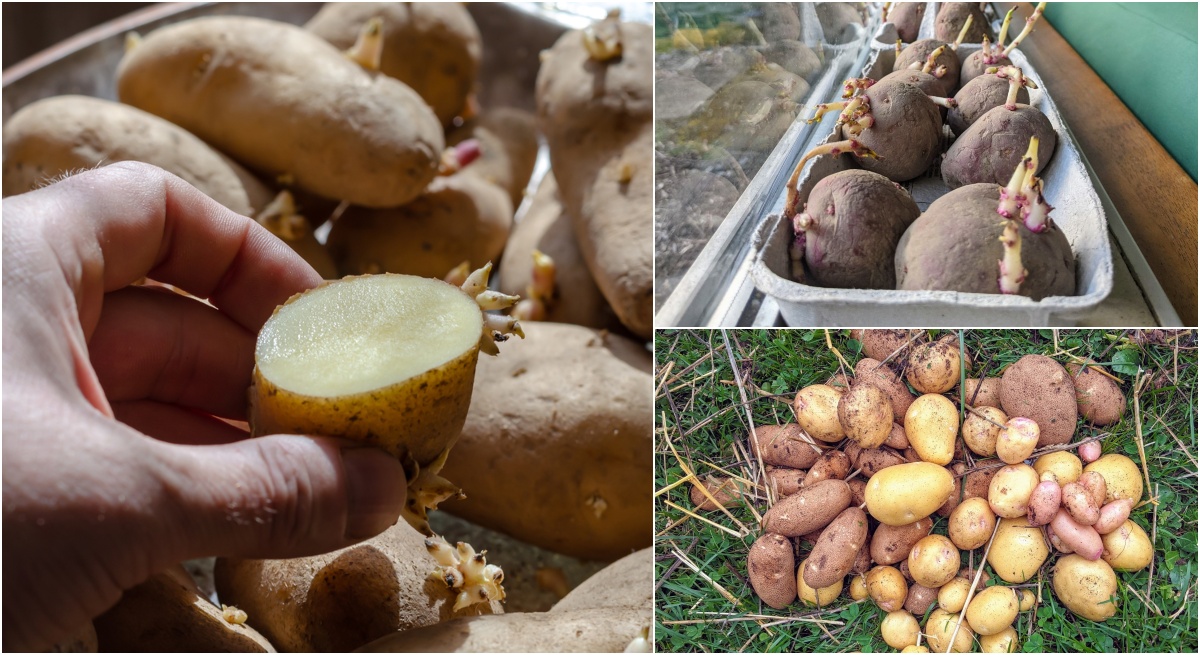 10 Things You Must Know Before Planting Potatoes In The Ground