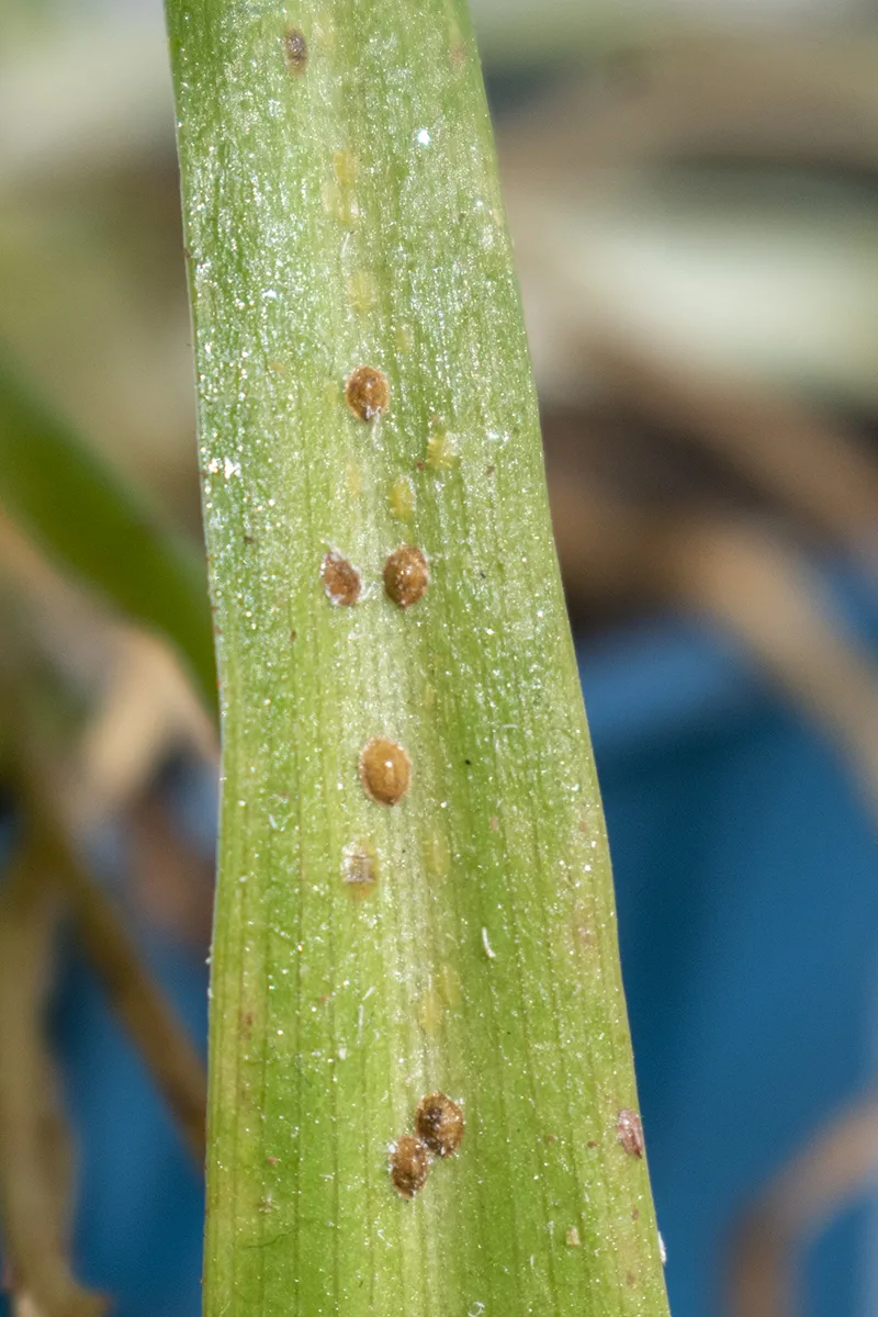 Adult, nymph and white eggs of common brown scale on spider plant.