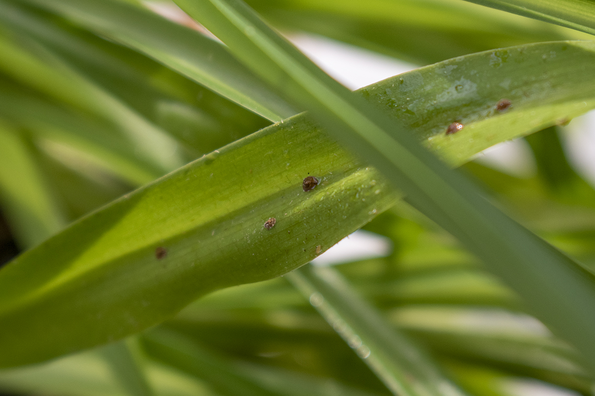 Adult scale on a spider plant leaf.