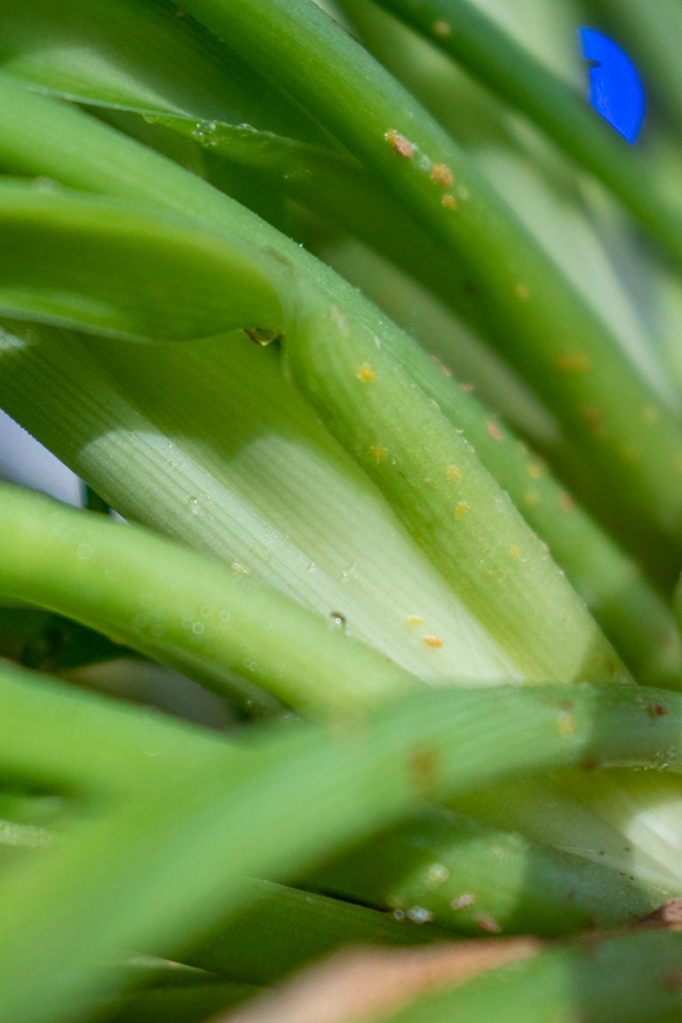 How To Get Rid Of Scale On Houseplants + The One Thing Not To Do