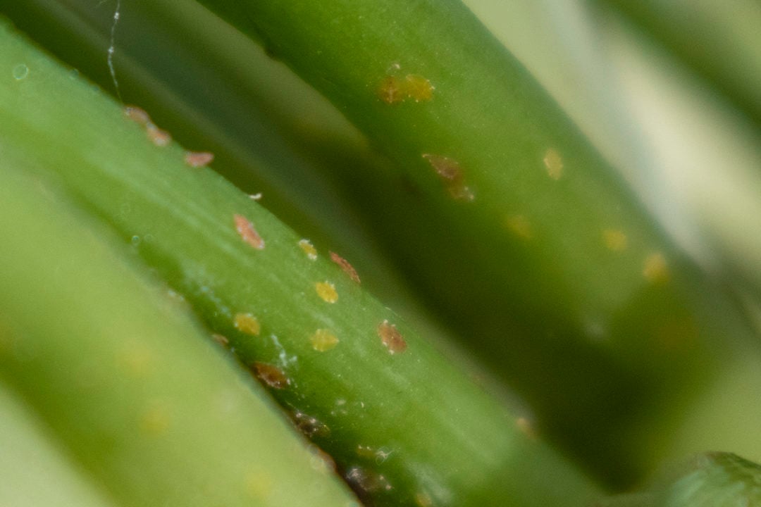 How To Get Rid Of Scale On Houseplants + The One Thing Not To Do