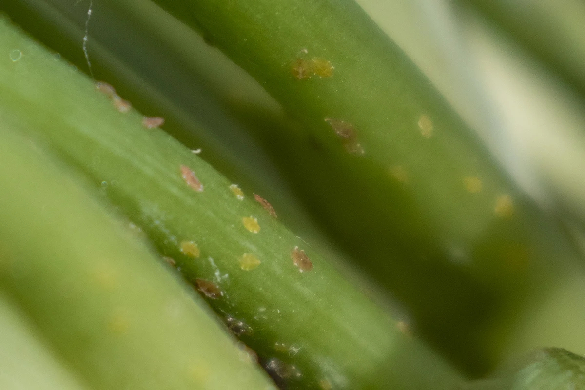 Adults and nymphs of common brown scale on spider plant.