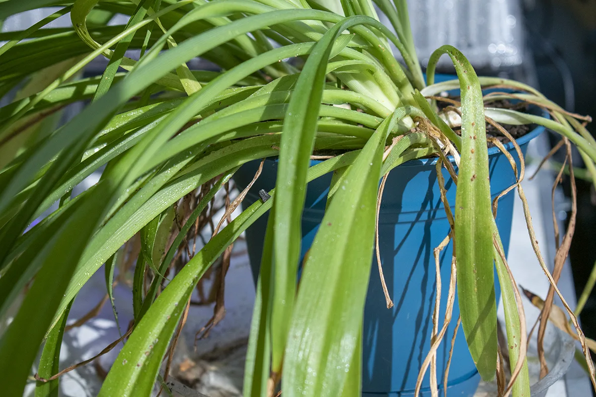 Spider plant with a bad scale infestation