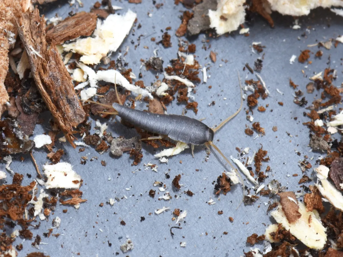 Silverfish mixed in with bark pieces