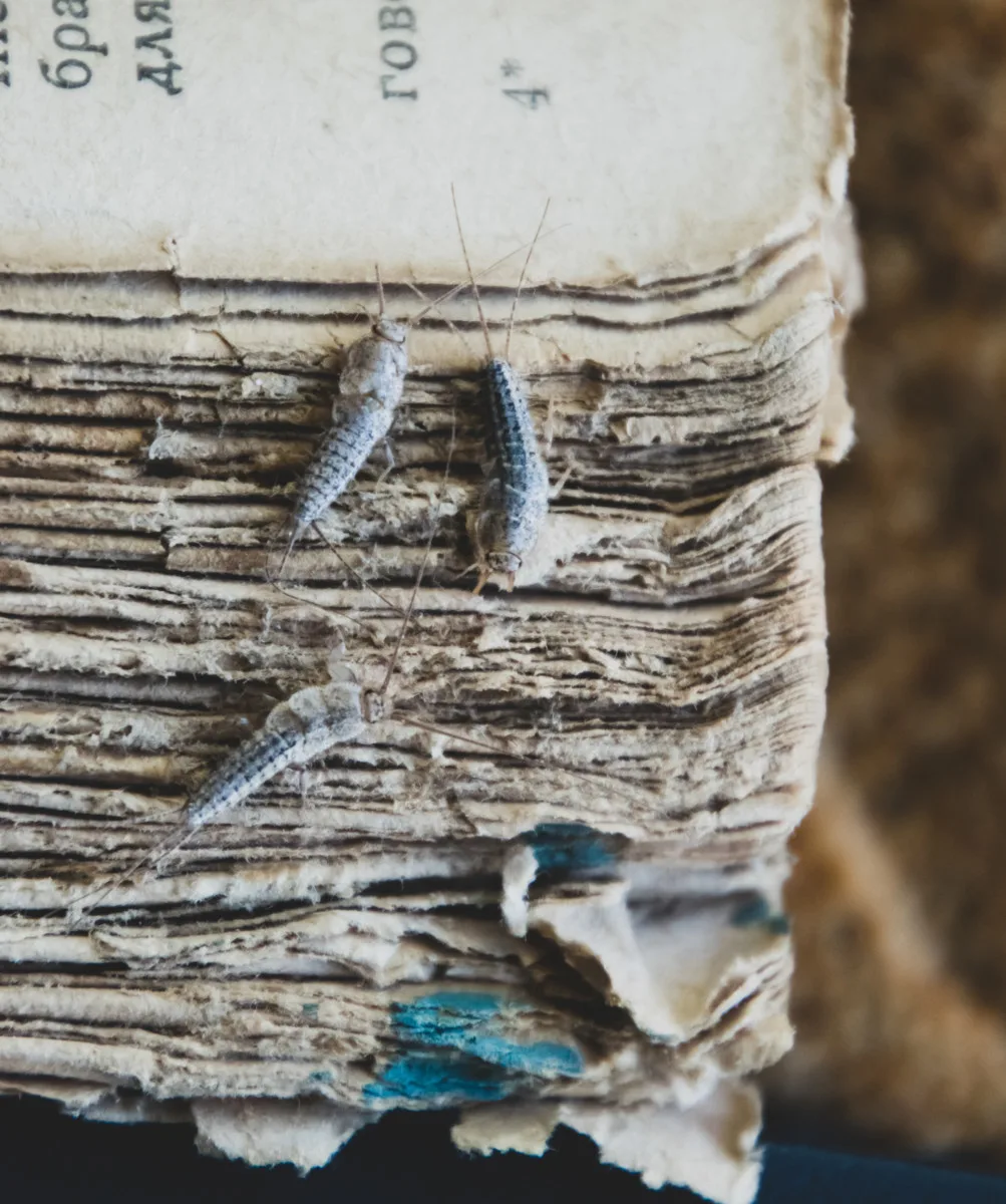 Close up of a book with several silverfish