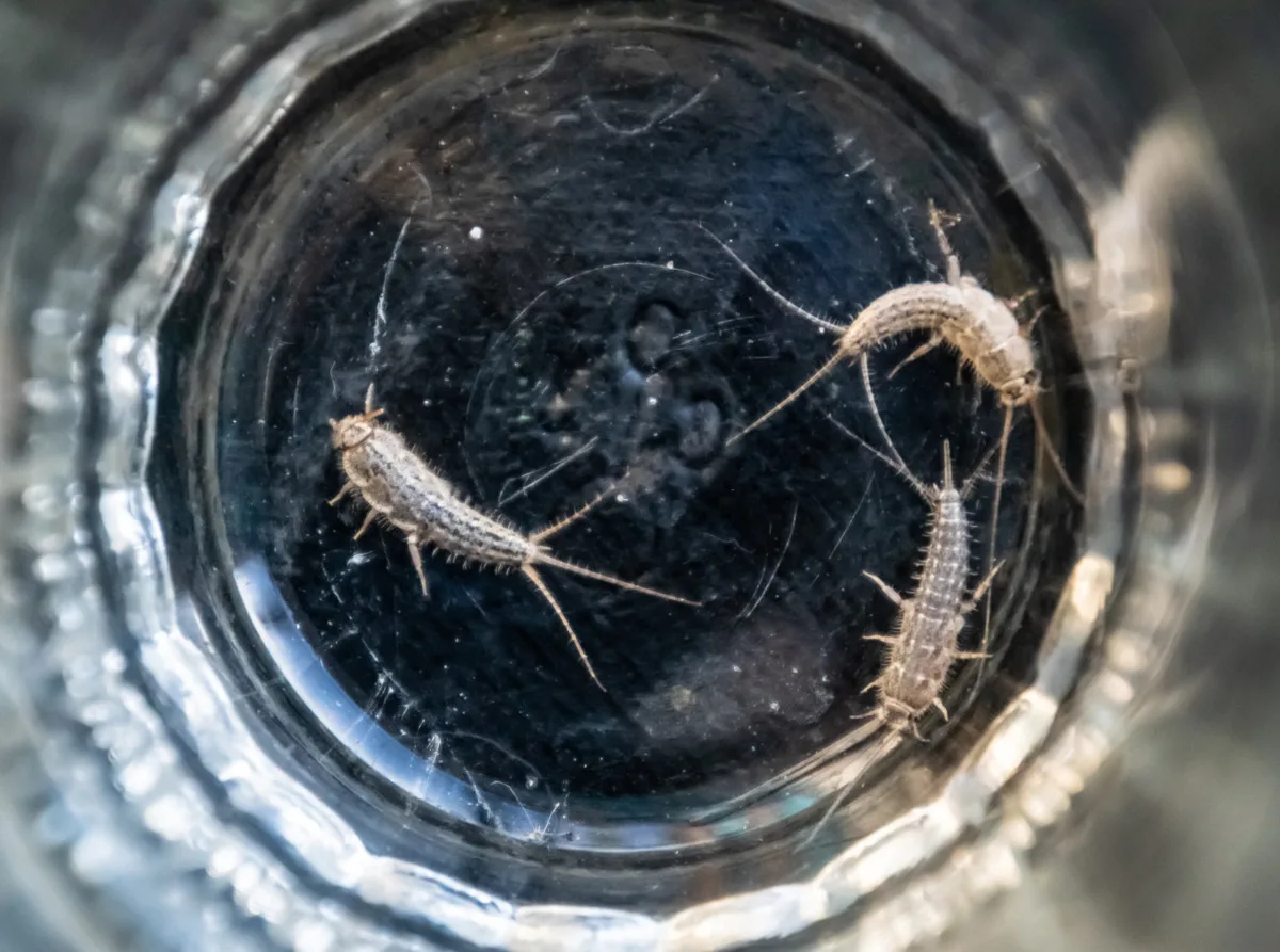 Three silverfish in the bottom of a drinking glass. 