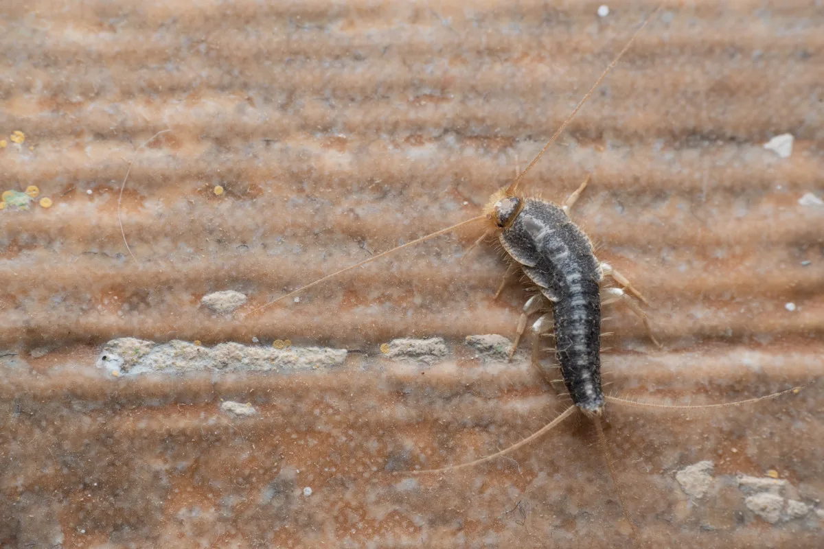 7 Ways to Get Rid of Silverfish Once and For All