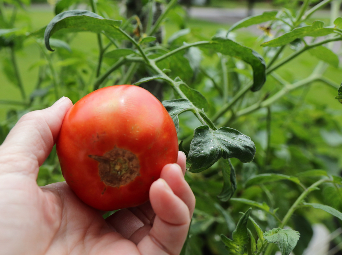Hand holding a tomato growing on a vine