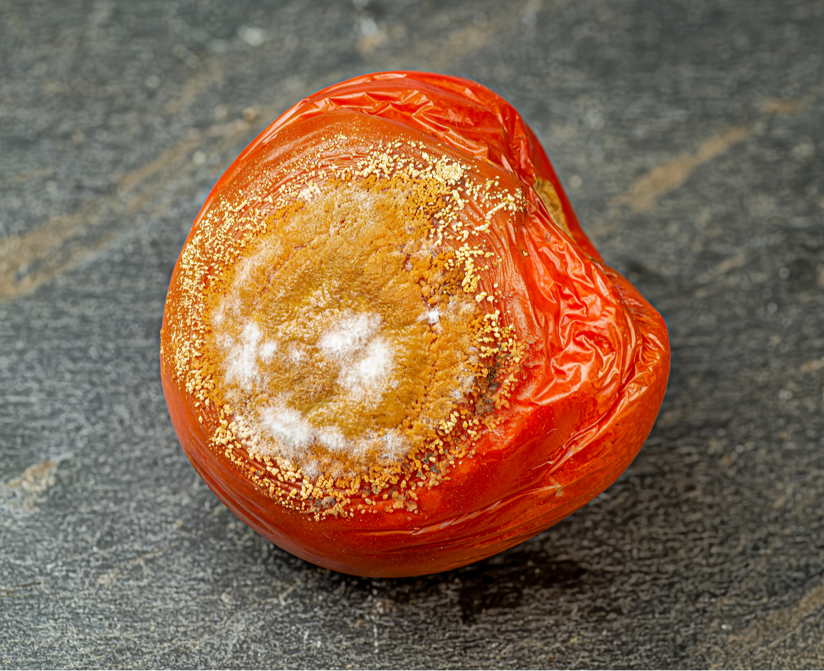 Tomato with orange anthracnose blemish