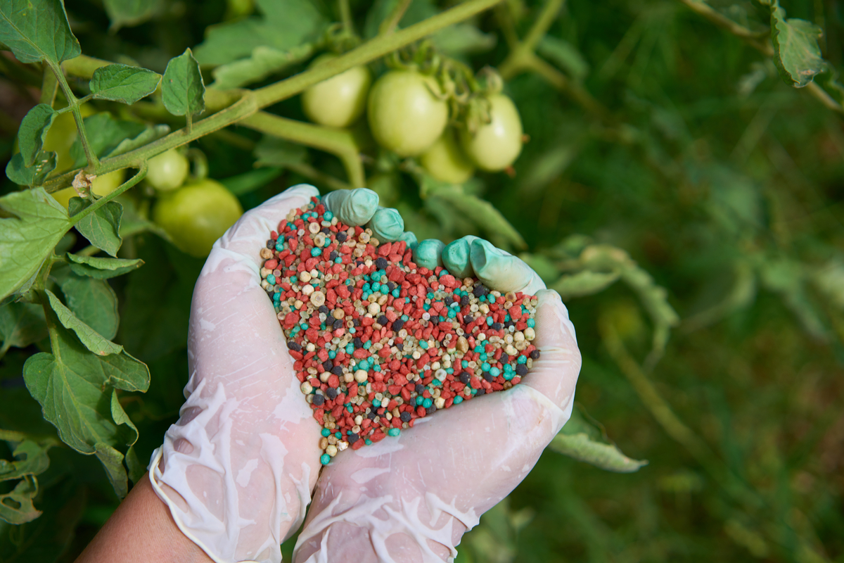 Hands holding pelleted fertilizer above tomato plants. 