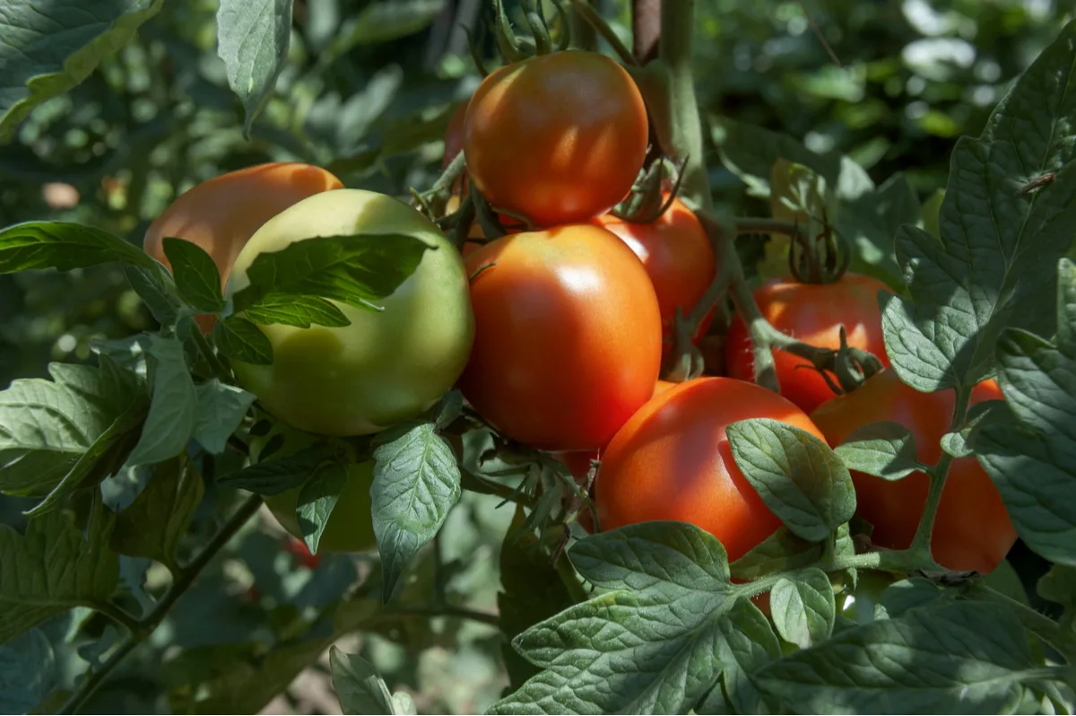 Tomatoes growing in shade