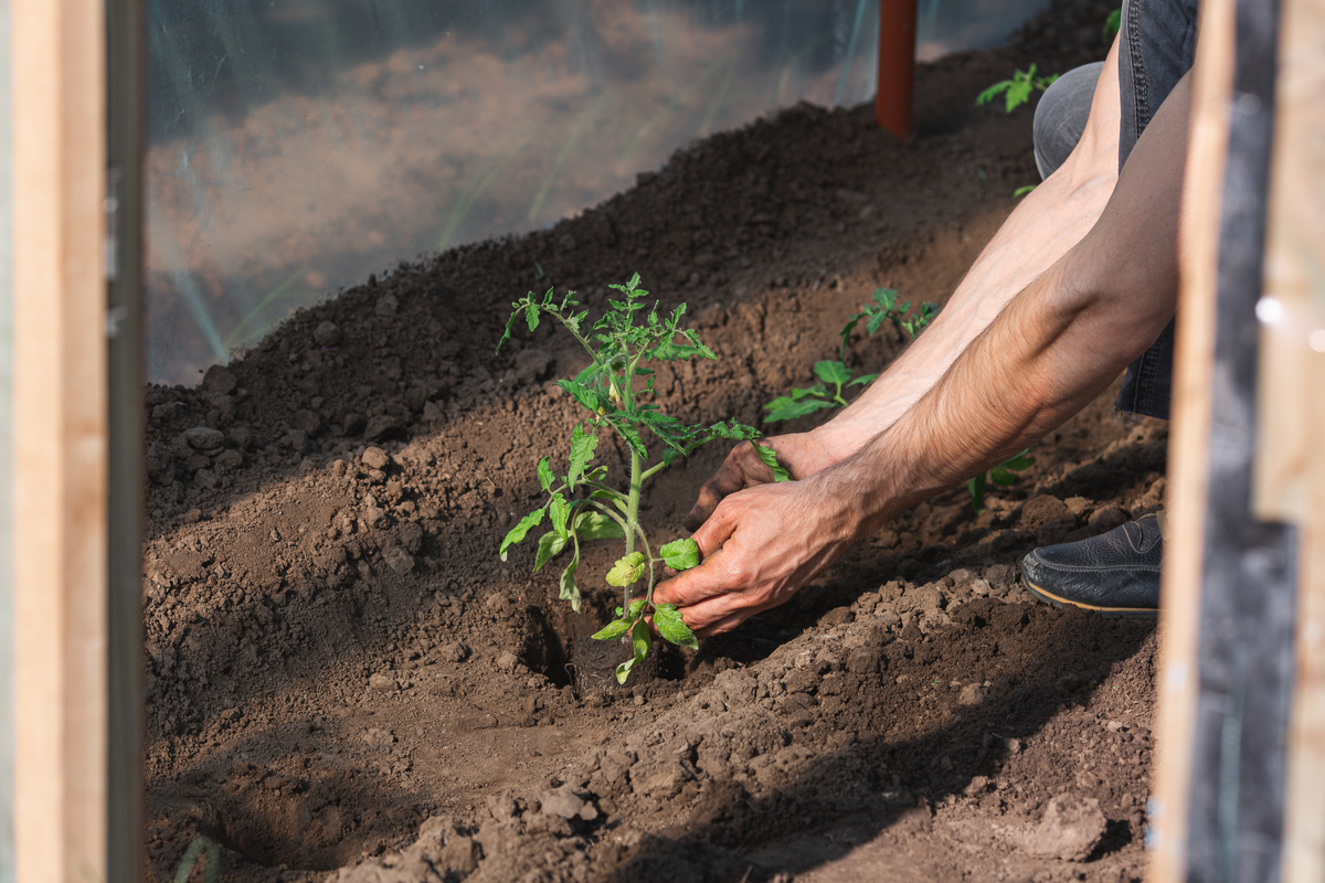 Hands planting tomato plant in garden