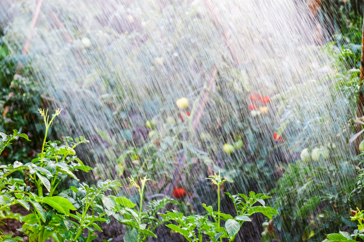 Shower of water over tomato plants. 