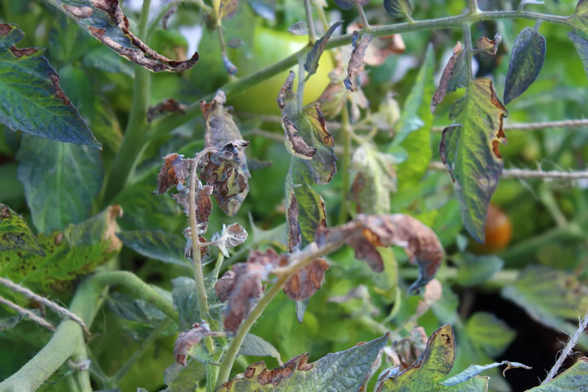 Tomato leaves covered in canker 