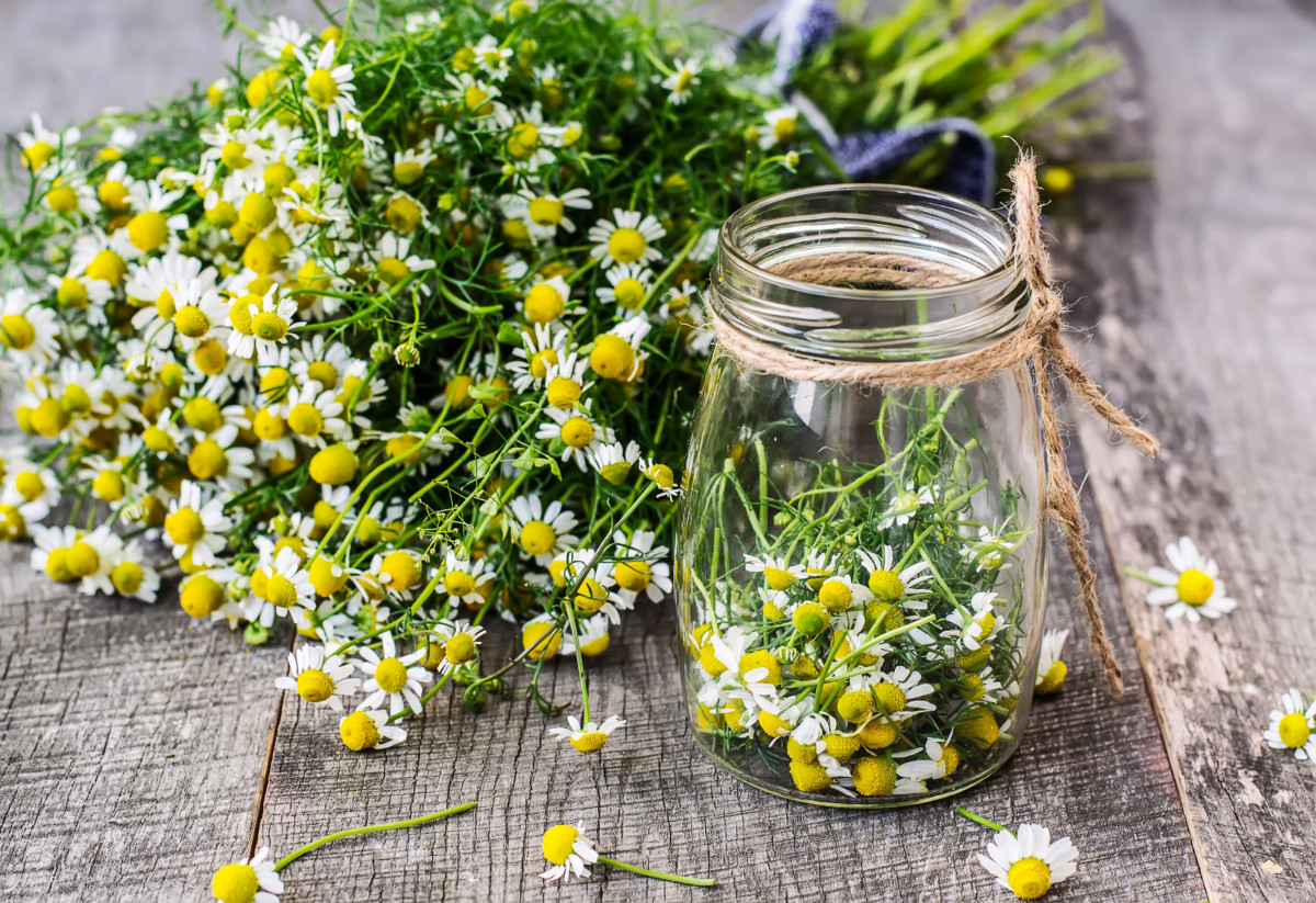 A large bunch of freshly picked chamomile next to a small jar with freshly picked buds.