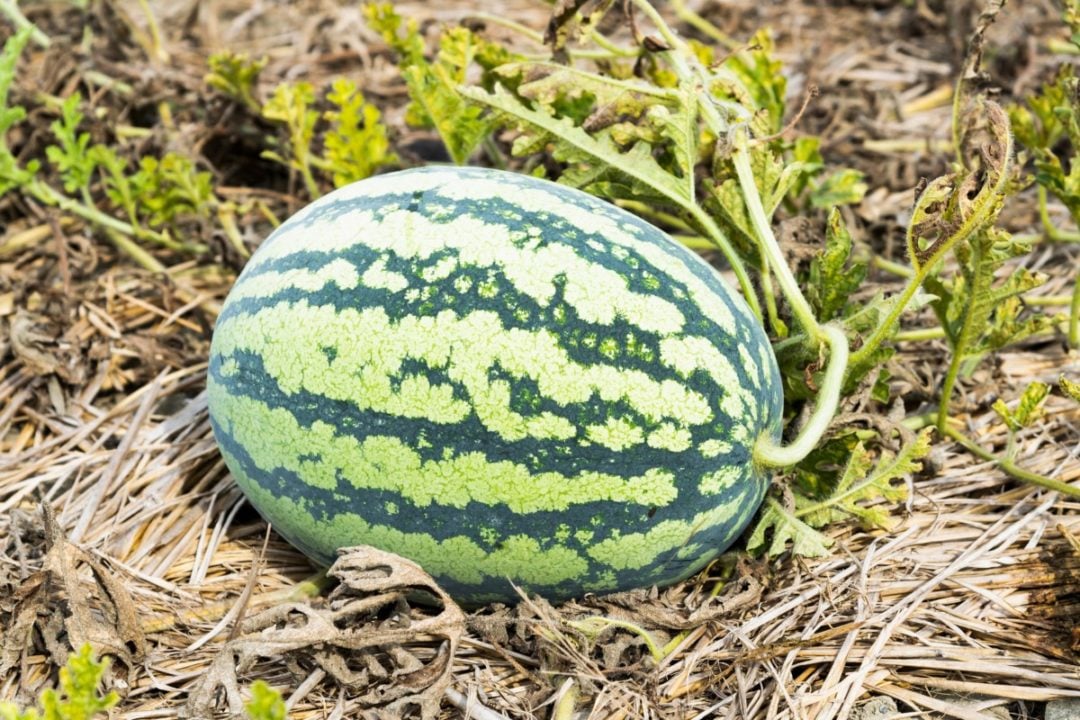 8 Secrets to Grow Amazing Watermelon + How to Know When They're Ripe