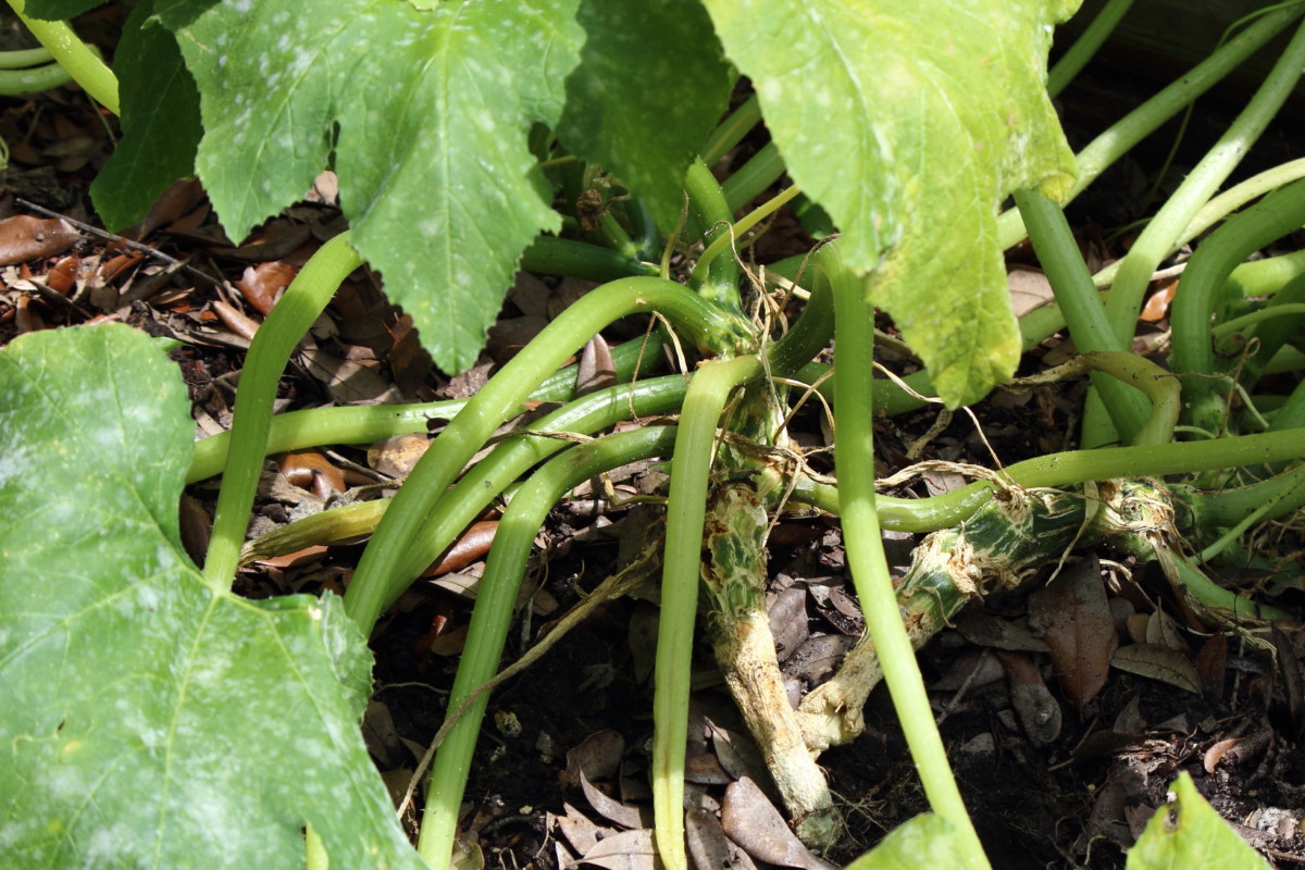 Base of zucchini eating by squash borer.