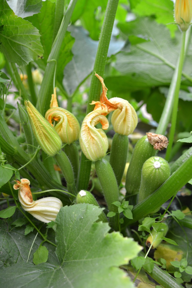 Close up of several developing zucchini.