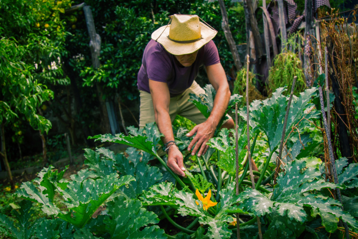 Man picking zucchini in his garden. 