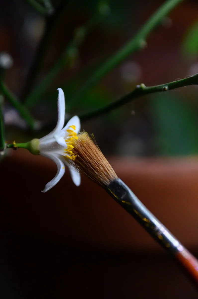Close up of hand pollinating Meyer lemon blossom with a paintbrush. 