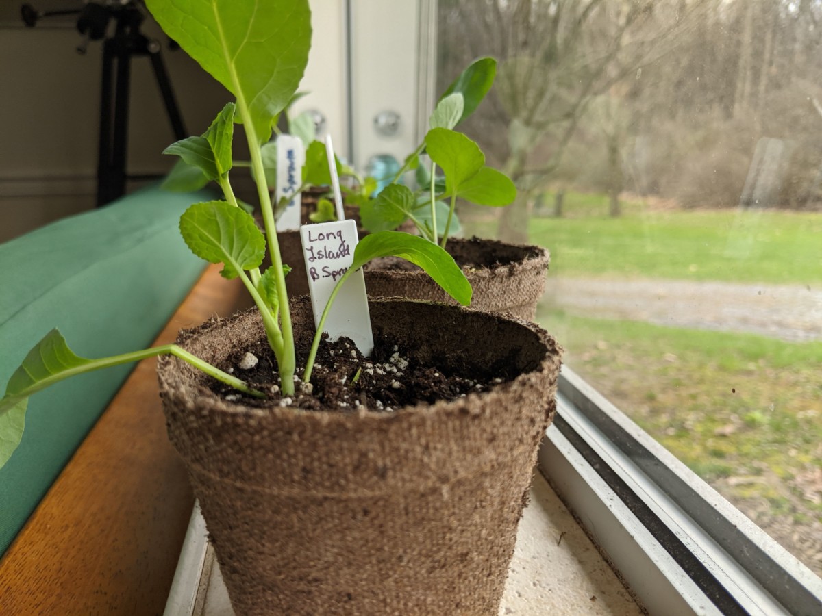 Several peat pots with Brussels sprout seedlings growing on a windowsill.
