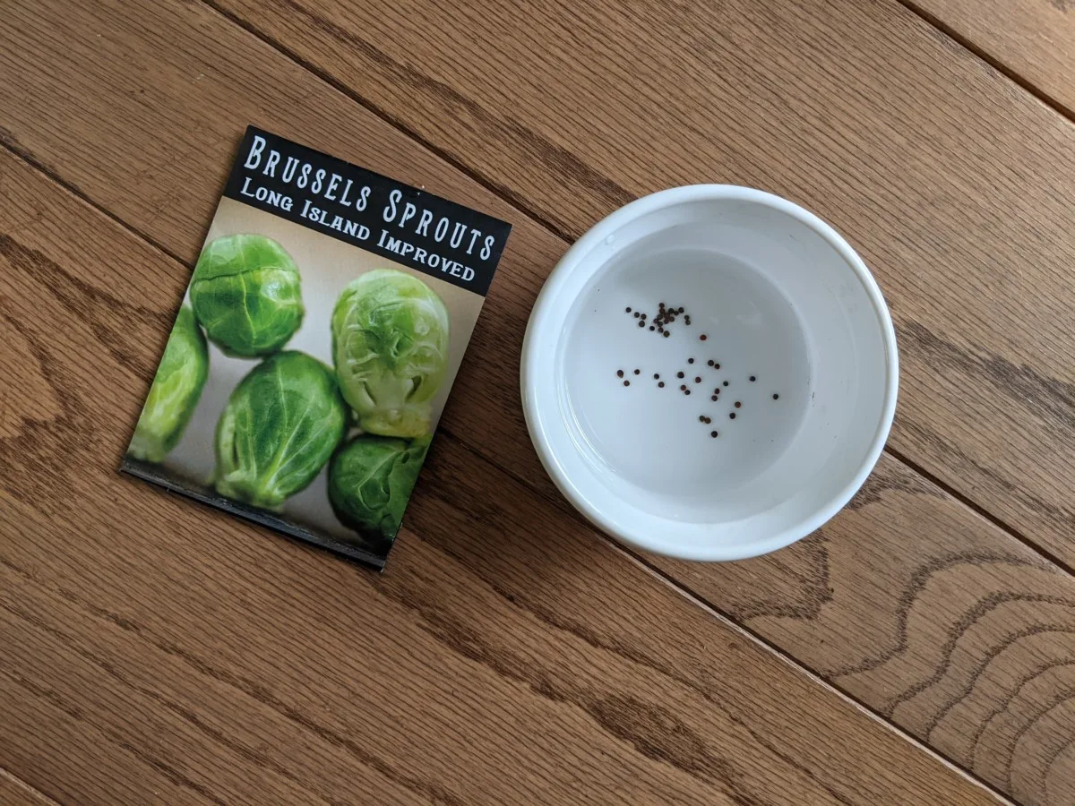 Overhead view of seeds soaking in a white dish, packet of Brussels sprout seeds next to the dish.