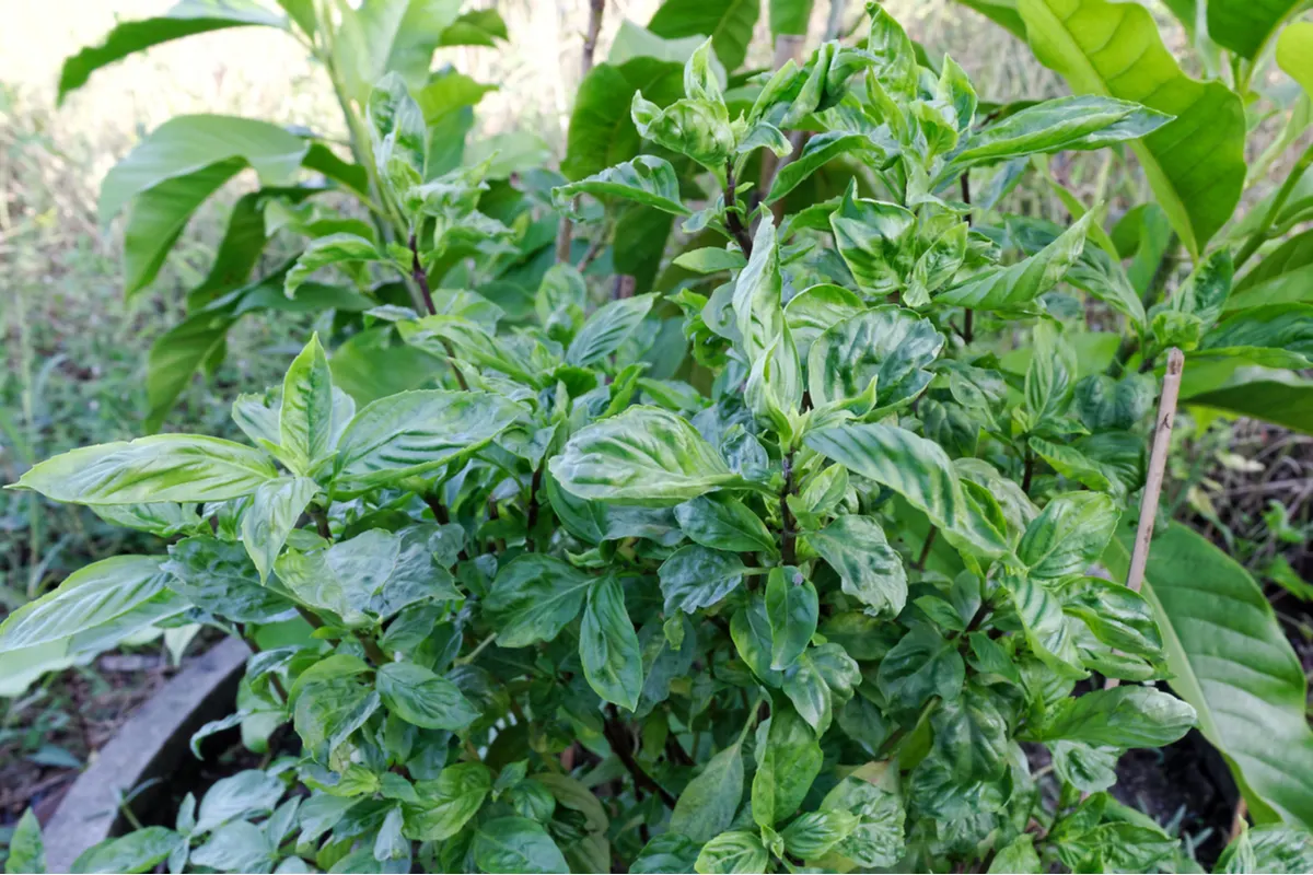 Basil plant with mottled leaves