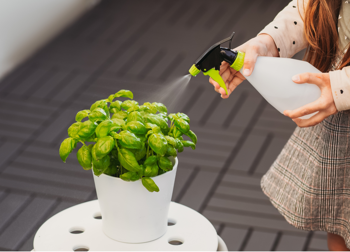 Spraying basil plant with fungicide