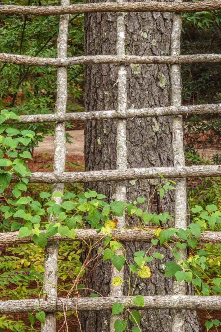How To Make a Rustic Trellis Out of Branches