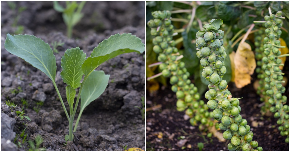How To Grow The Best Brussels Sprouts: From Seed To Harvest