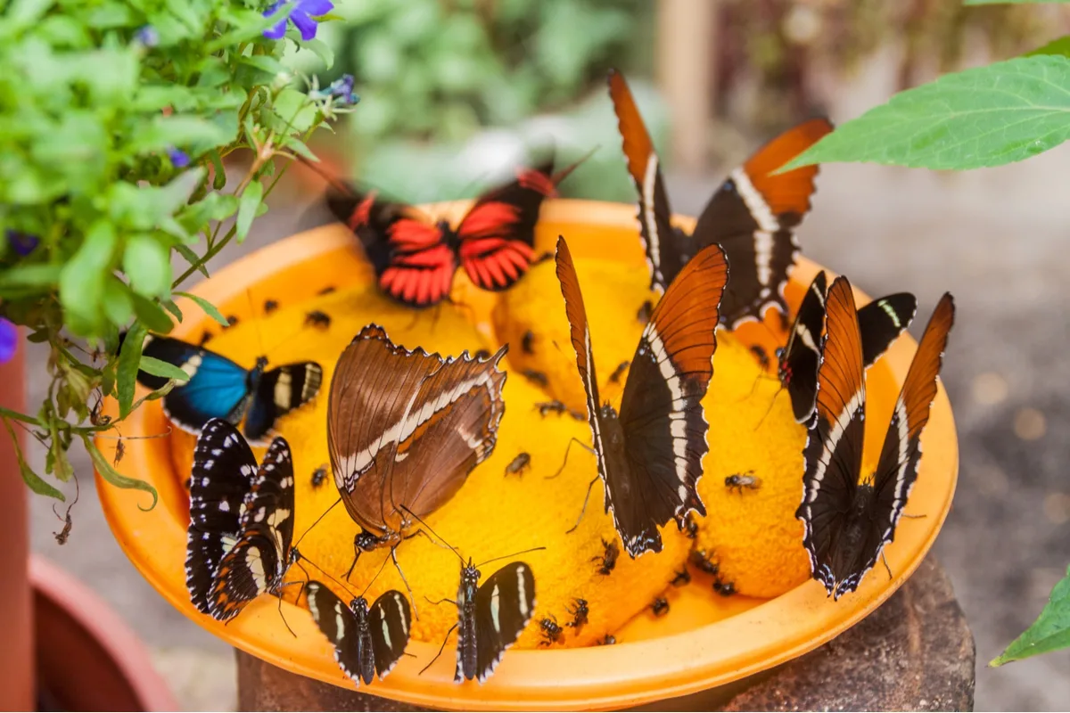 8 DIY Butterfly Feeder Ideas + 5 More Ways To Attract Butterflies