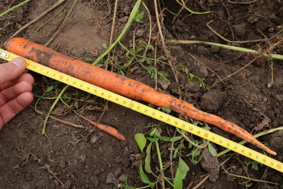 8 Secrets to Growing Carrots in Containers