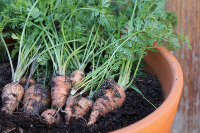8 Secrets to Growing Carrots in Containers