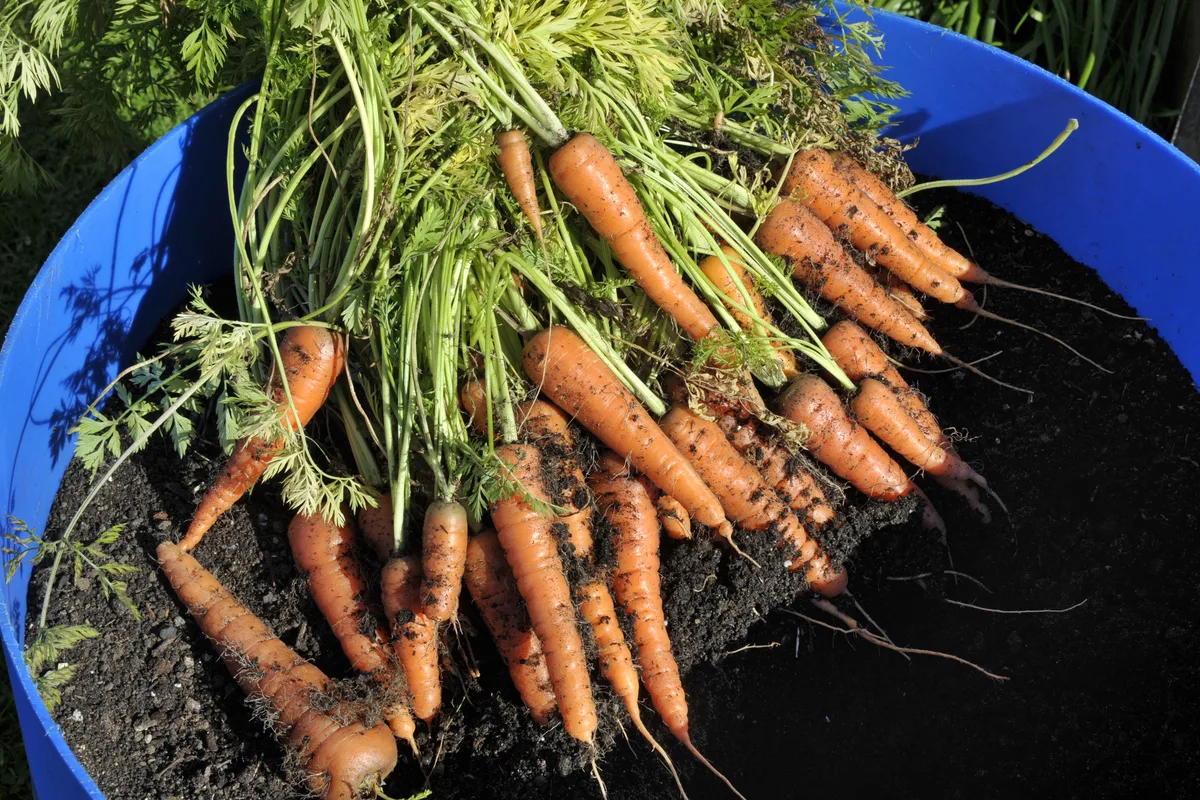 https://www.ruralsprout.com/wp-content/uploads/2022/04/carrots-containers-5.jpg.webp