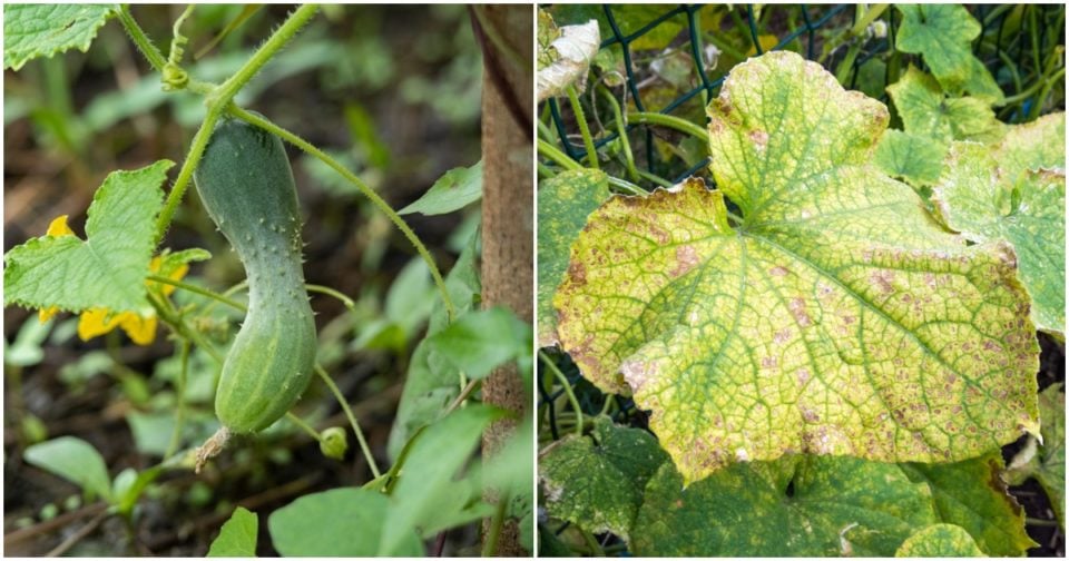 11 Common Cucumber Growing Problems & How To Fix Them
