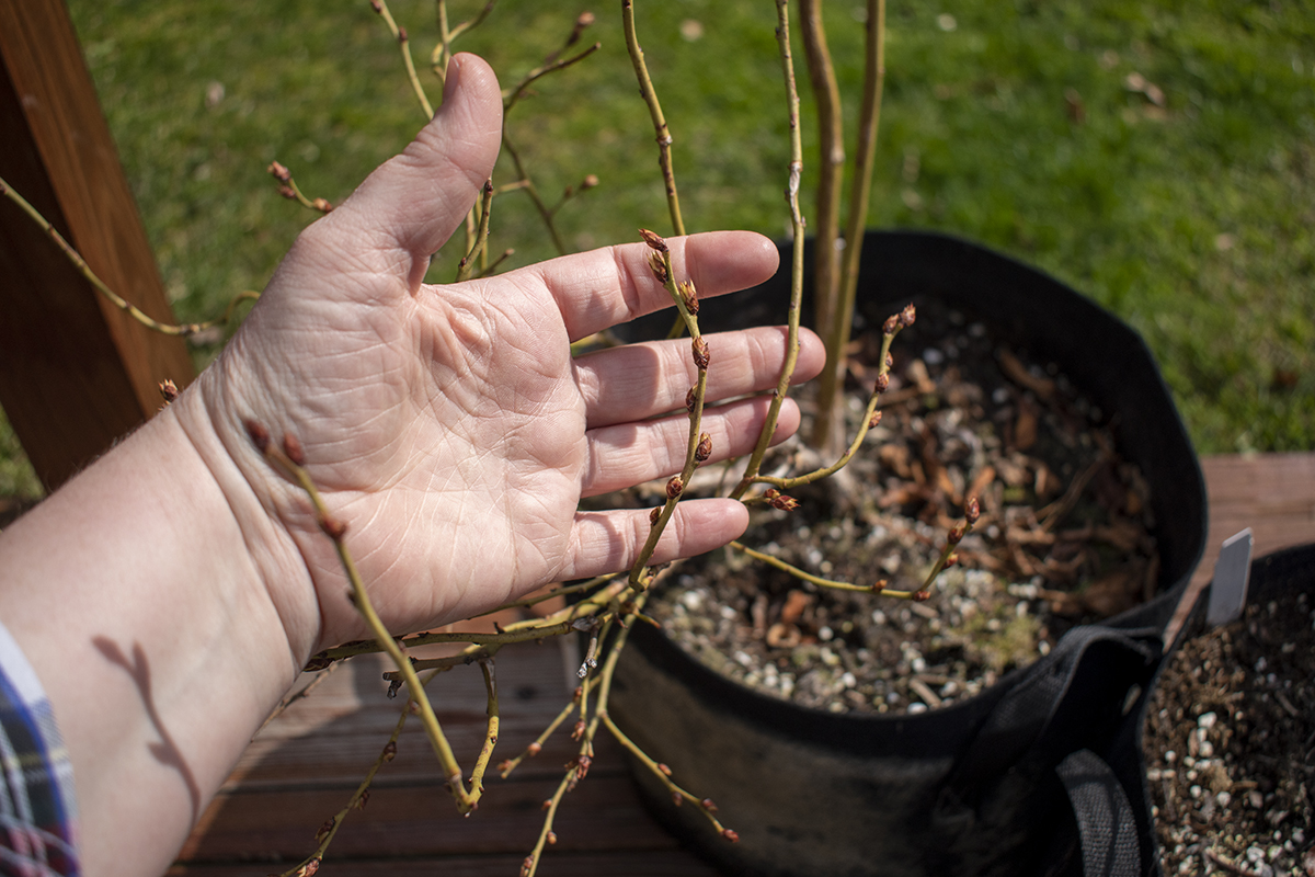 Hand holding a blueberry bush branch with leaf buds