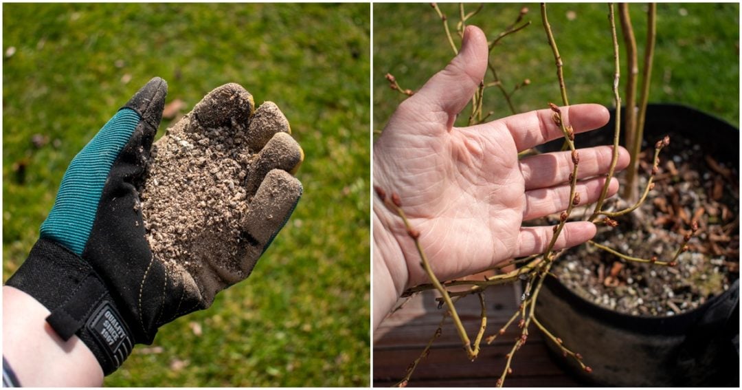 How & When To Fertilize Blueberry Bushes For Buckets Of Berries