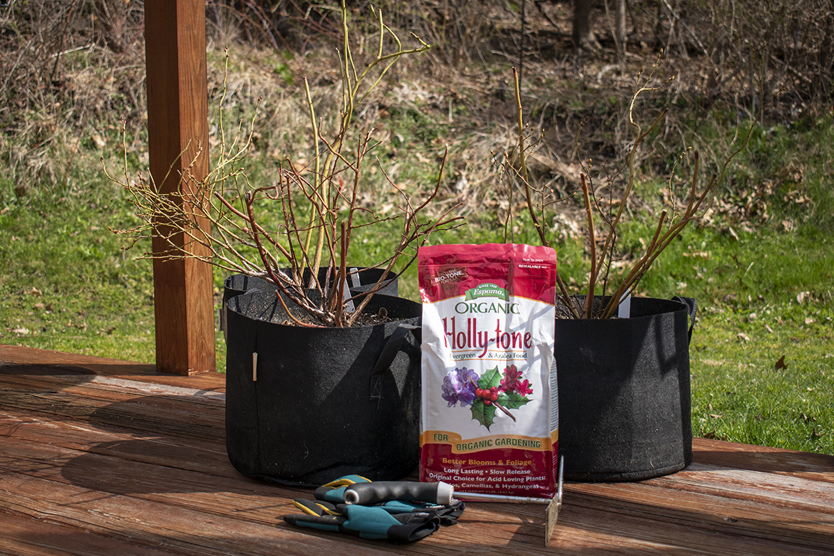 Bag of Holly-Tone fertilizer next to blueberry bushes.