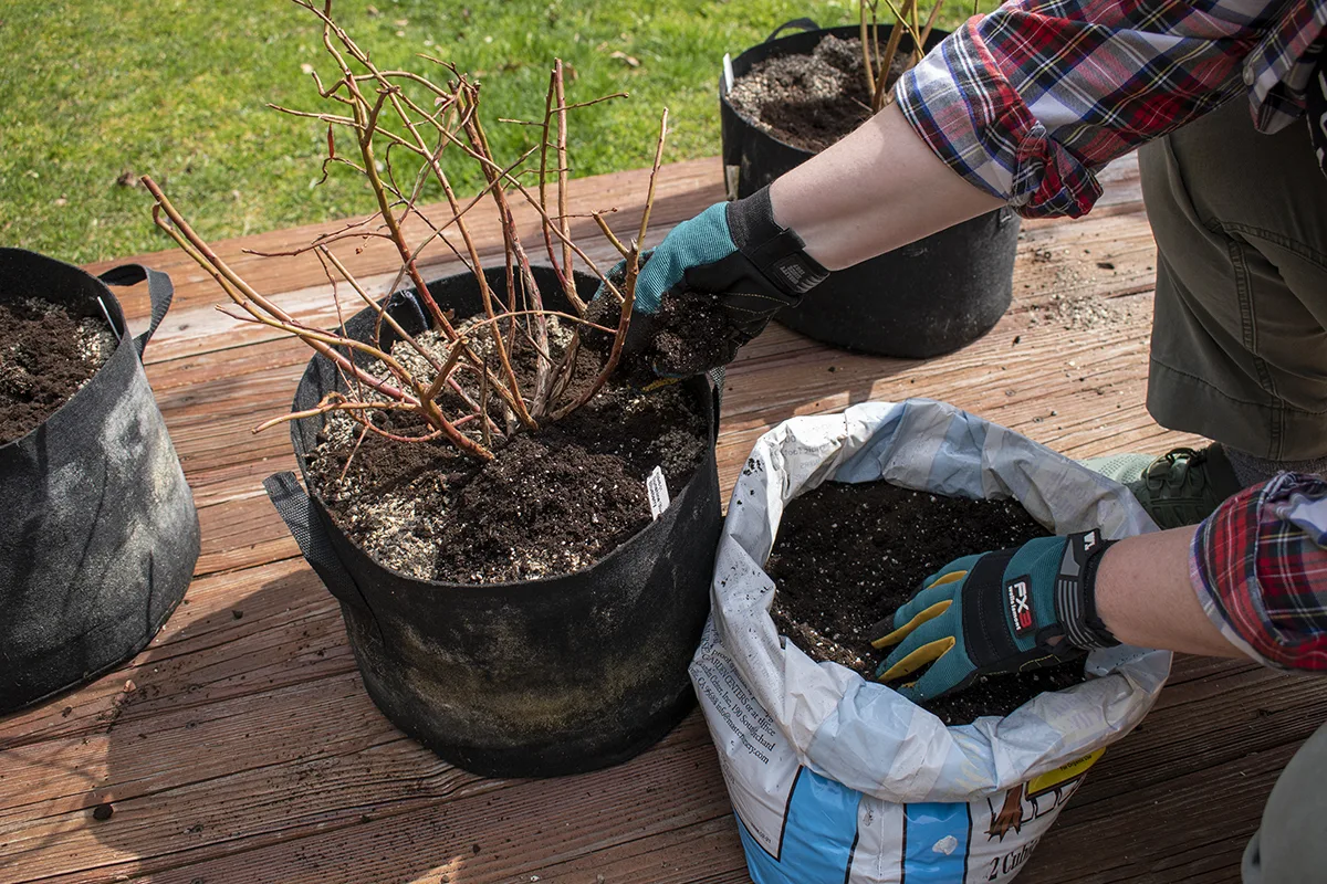 author placing potting soil around the top of the blueberry bush soil