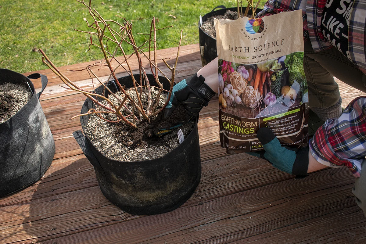 Author kneeling by grow bag with blueberry bush adding worm castings
