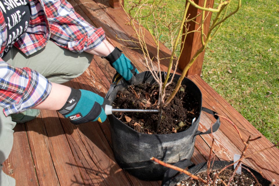 How & When To Fertilize Blueberry Bushes For Buckets Of Berries
