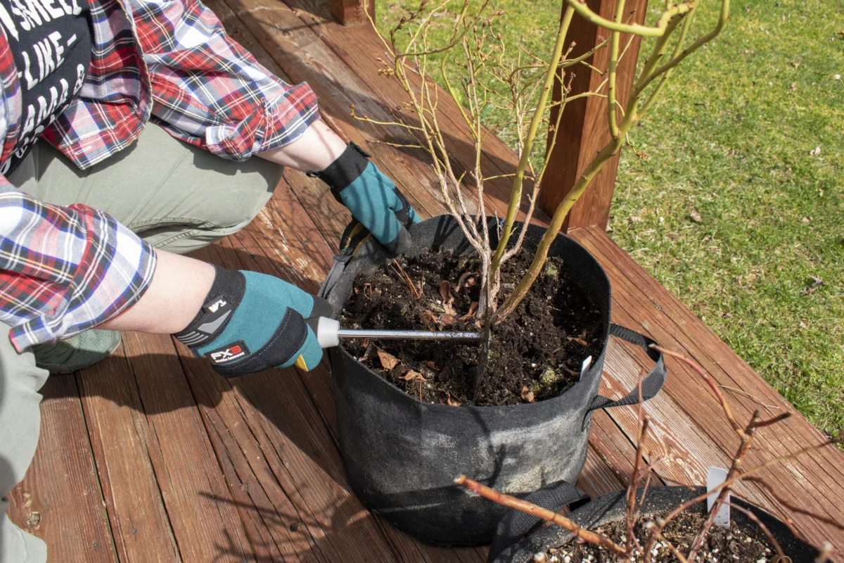 Author using a hand cultivator to loosen soil around blueberry bush