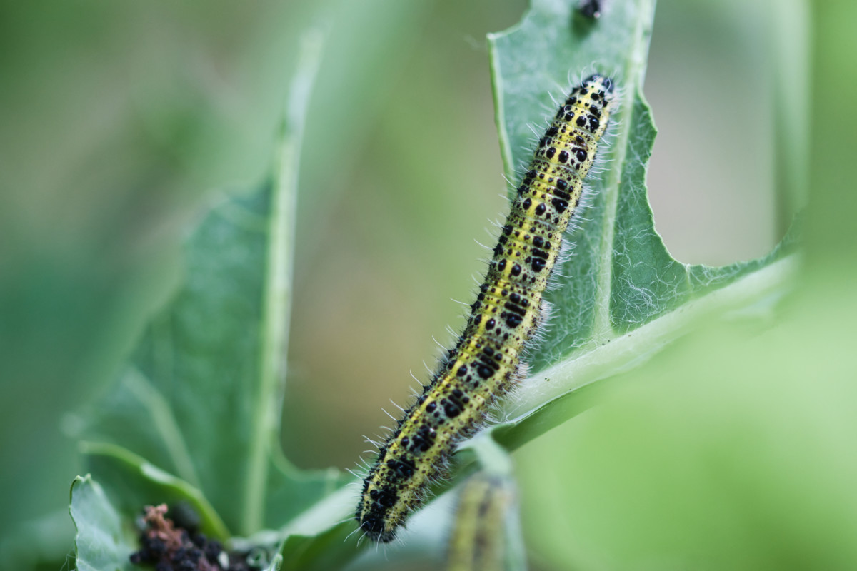 White cabbage butterfly catterpillar.