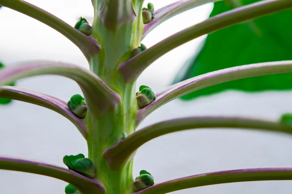 Close up of a Brussels sprouts forming at leaf node. 