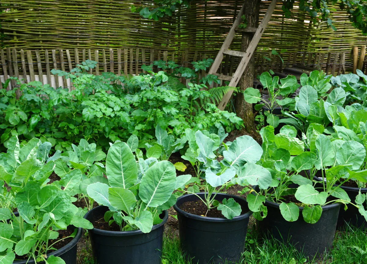 A row of potted Brussels sprout plants.