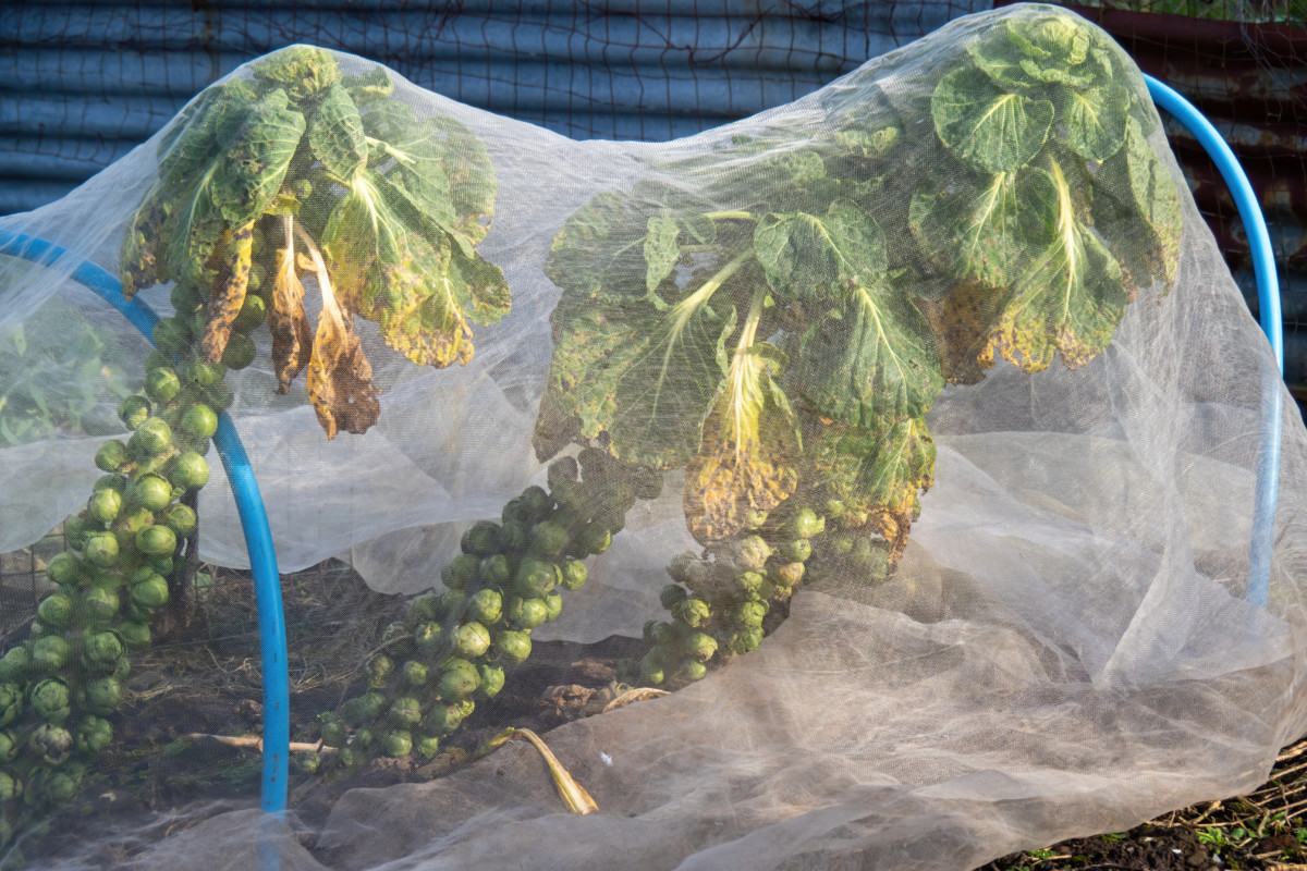 Brussels sprouts growing under netted row covers.