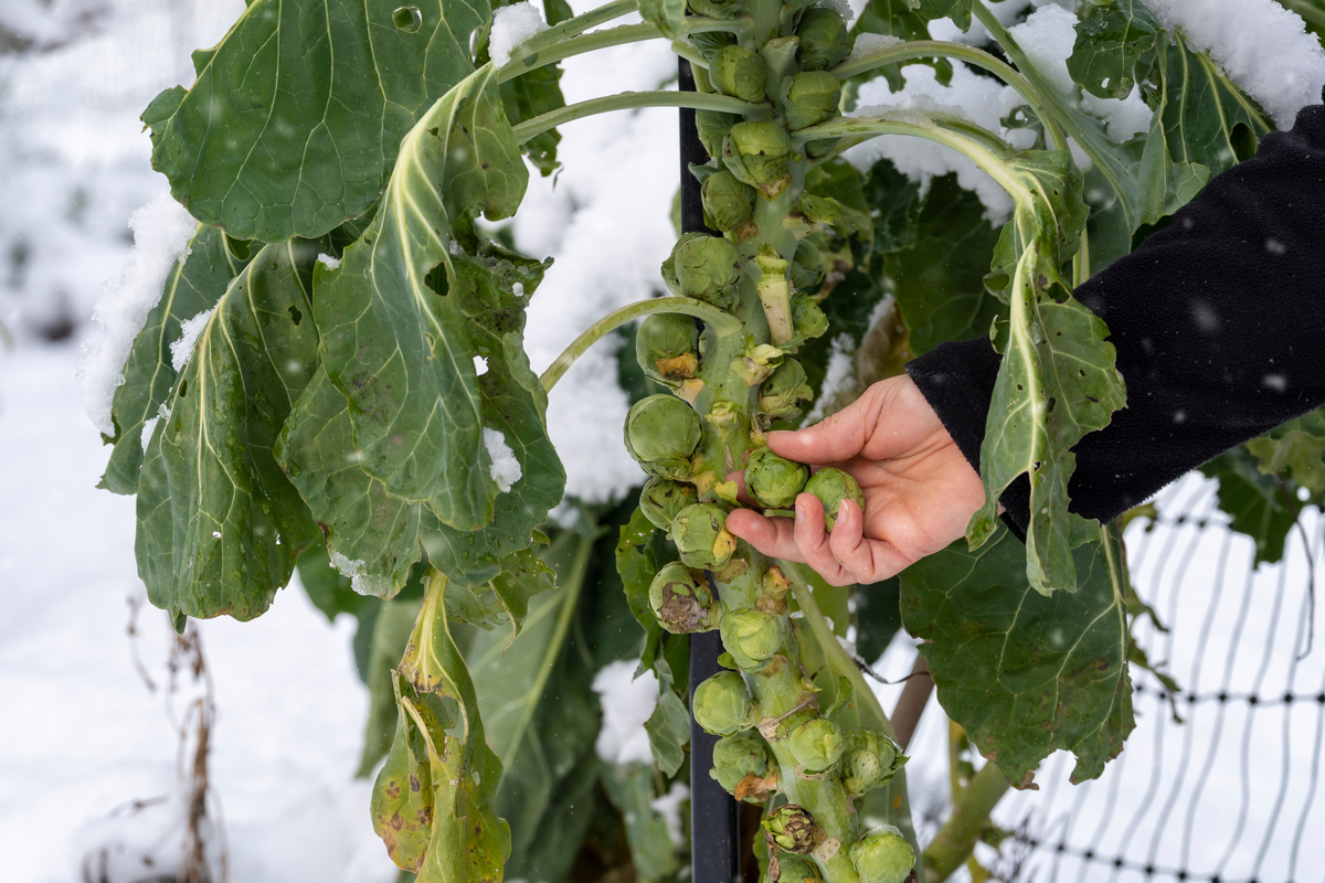 Woman's hand picking Brussels sprout from snow-covered plant.