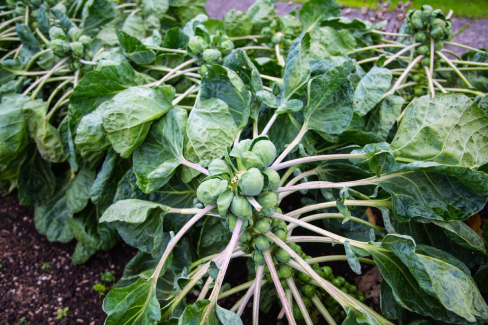 How To Grow The Best Brussels Sprouts From Seed To Harvest